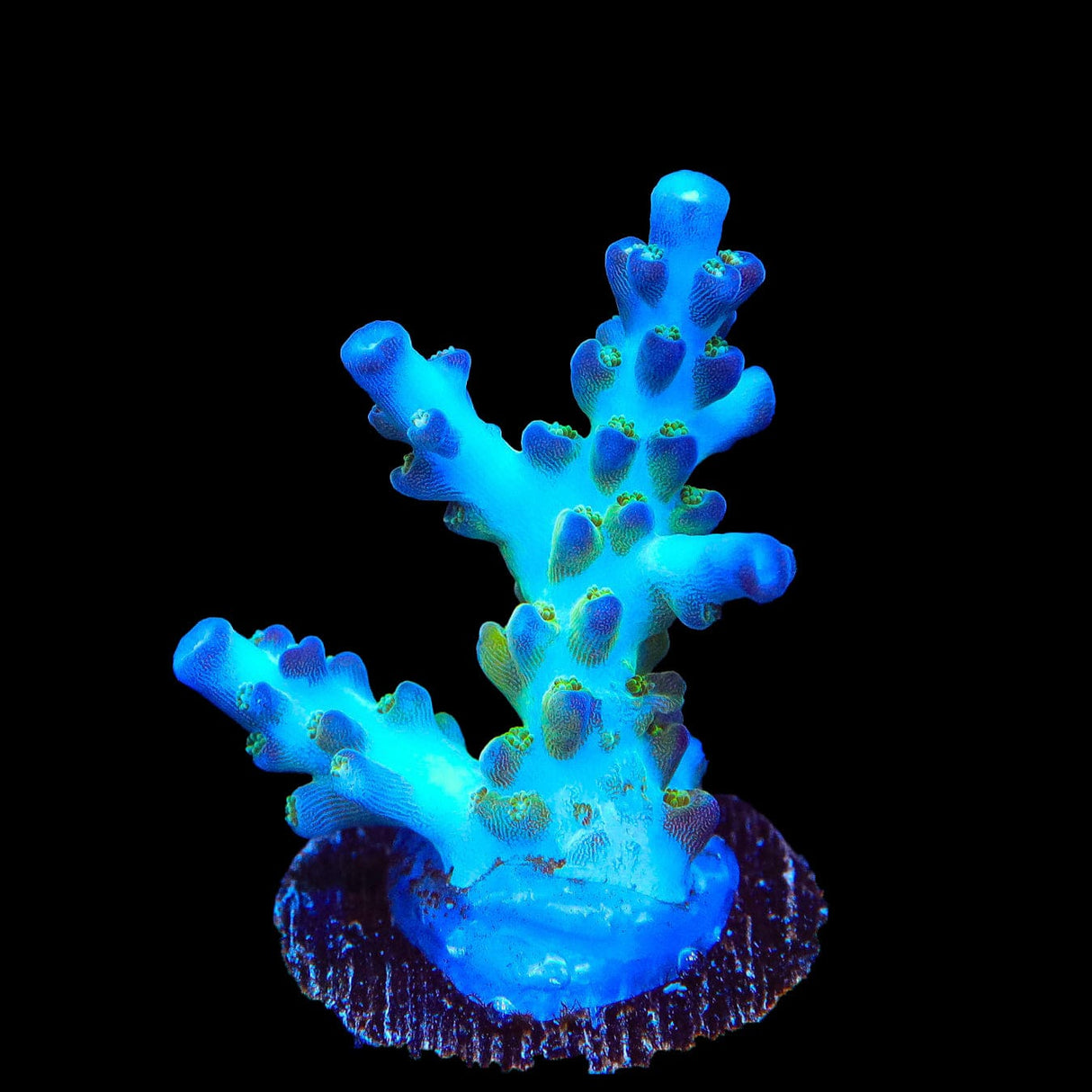 ORA Pearlberry Acropora Coral