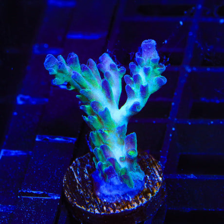 ORA Pearlberry Acropora Coral