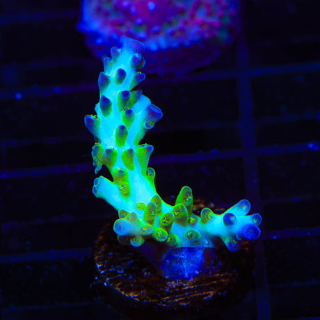 ORA Pearlberry Acropora Coral