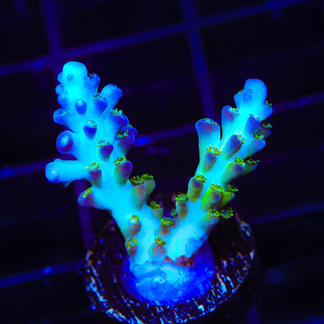 ORA Pearlberry Acropora Coral
