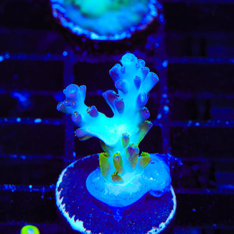 ORA Pearlberry Acropora Coral