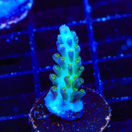 ORA Pearlberry Acropora Coral