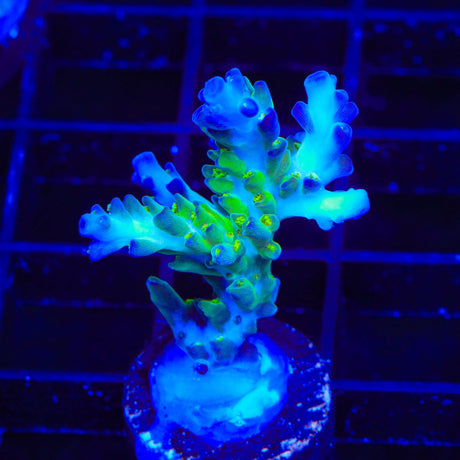 ORA Pearlberry Acropora Coral