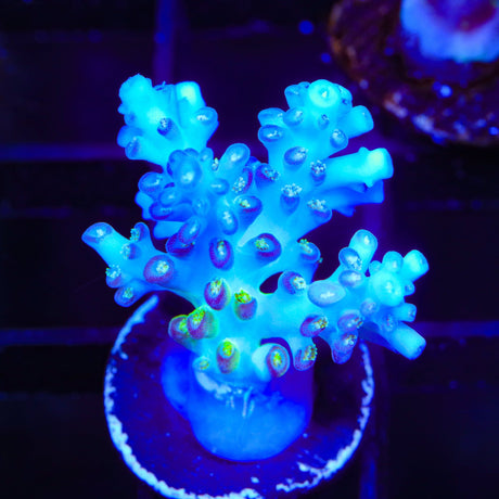 ORA Pearlberry Acropora XL Frag Coral