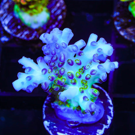 ORA Pearlberry Acropora XL Frag Coral