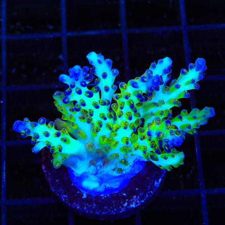 ORA Pearlberry Acropora XL Frag Coral