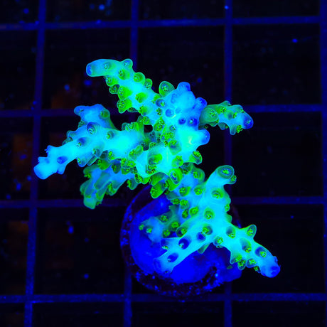 ORA Pearlberry Acropora XL Frag Coral
