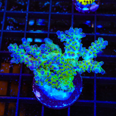 ORA Pearlberry Acropora XL Frag Coral