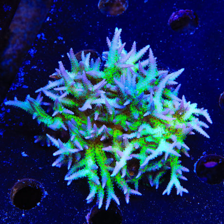 ORA Ponape Birdsnest Colony Coral