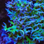 ORA Ponape Birdsnest Coral