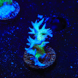 ORA Ponape Birdsnest Coral