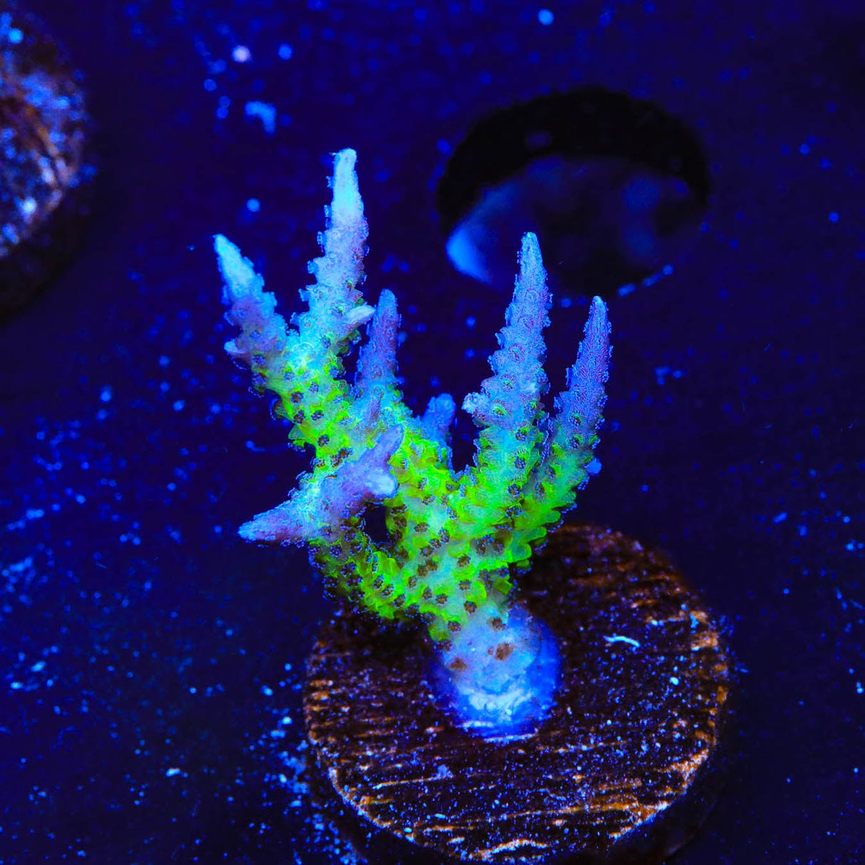 ORA Ponape Birdsnest Coral