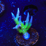 ORA Ponape Birdsnest Coral