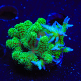 ORA Ponape Combo Birdsnest Coral