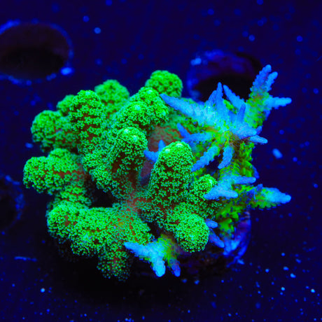 ORA Ponape Combo Birdsnest Coral