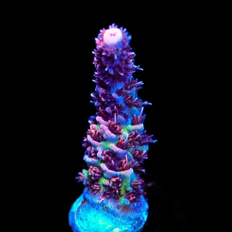 ORA Red Planet Acropora Coral