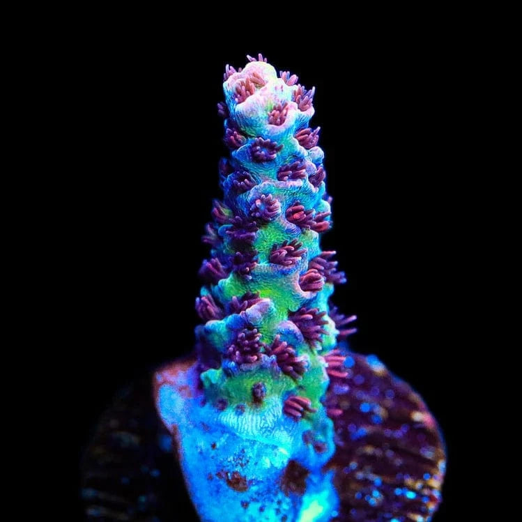 ORA Red Planet Acropora Coral