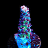 ORA Red Planet Acropora Coral