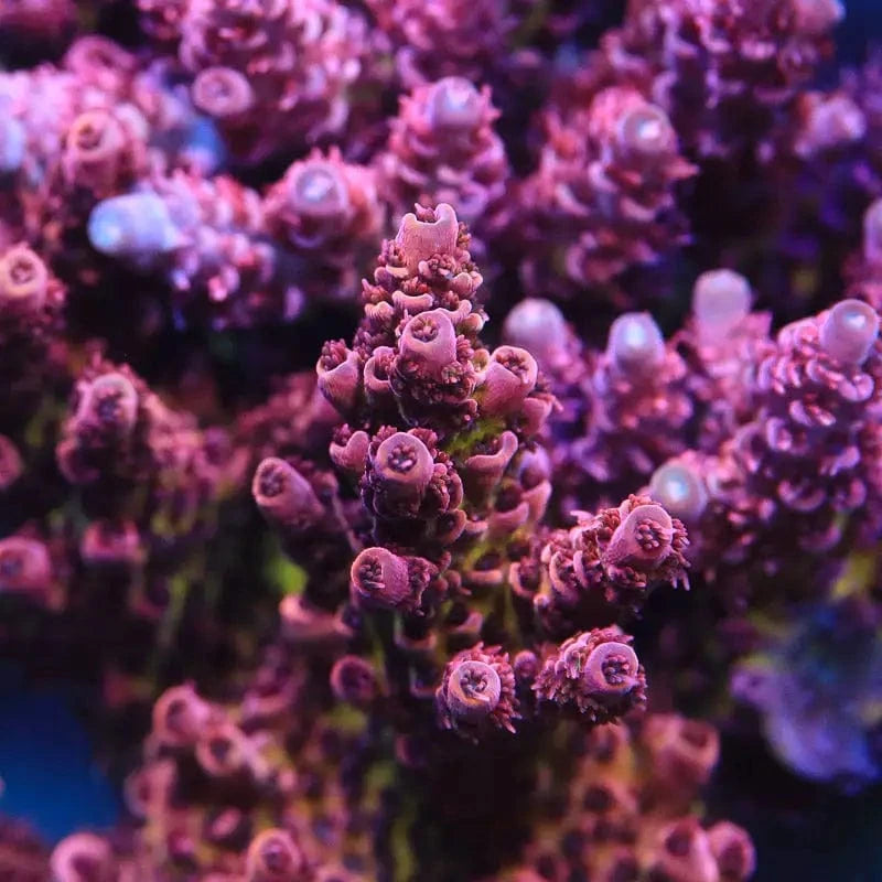 ORA Red Planet Acropora Coral