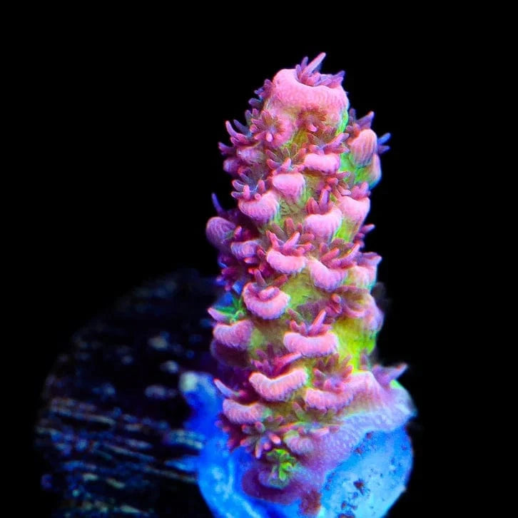 ORA Red Planet Acropora Coral