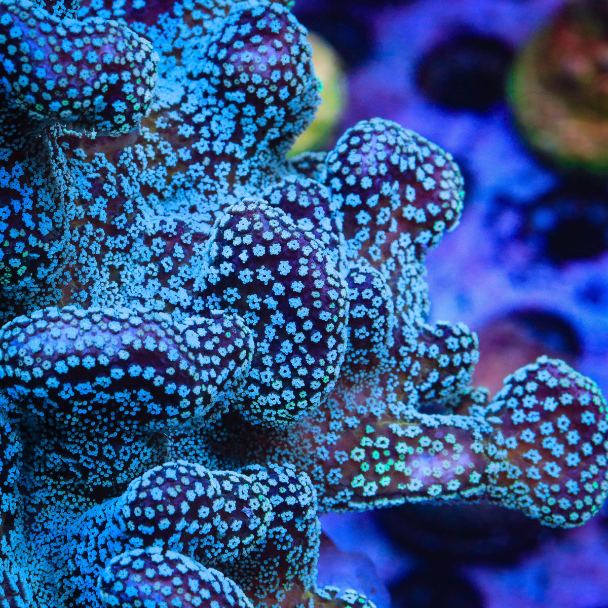 ORA Stellar Stylophora Coral – Top Shelf Aquatics