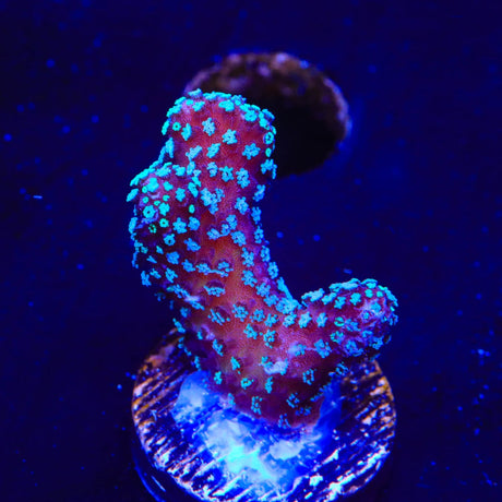 ORA Stellar Stylophora Coral