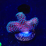 ORA Stellar Stylophora Coral