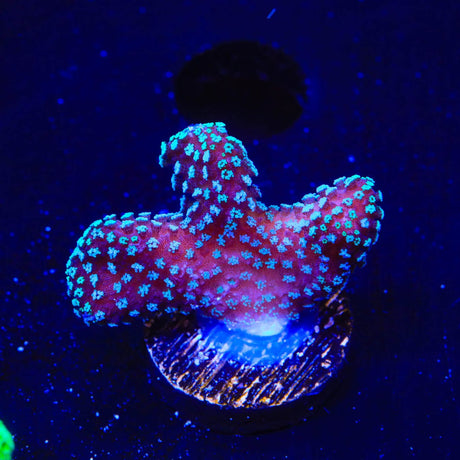 ORA Stellar Stylophora Coral
