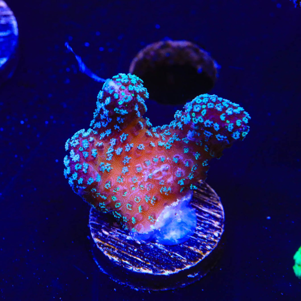 ORA Stellar Stylophora Coral