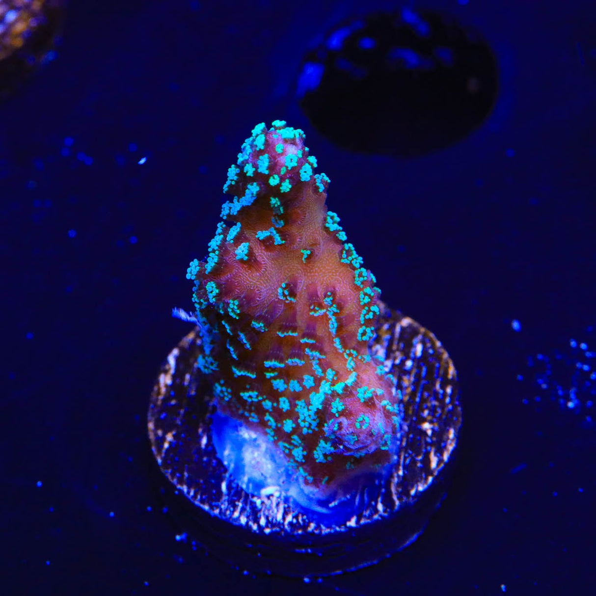 ORA Stellar Stylophora Coral