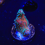 ORA Stellar Stylophora Coral