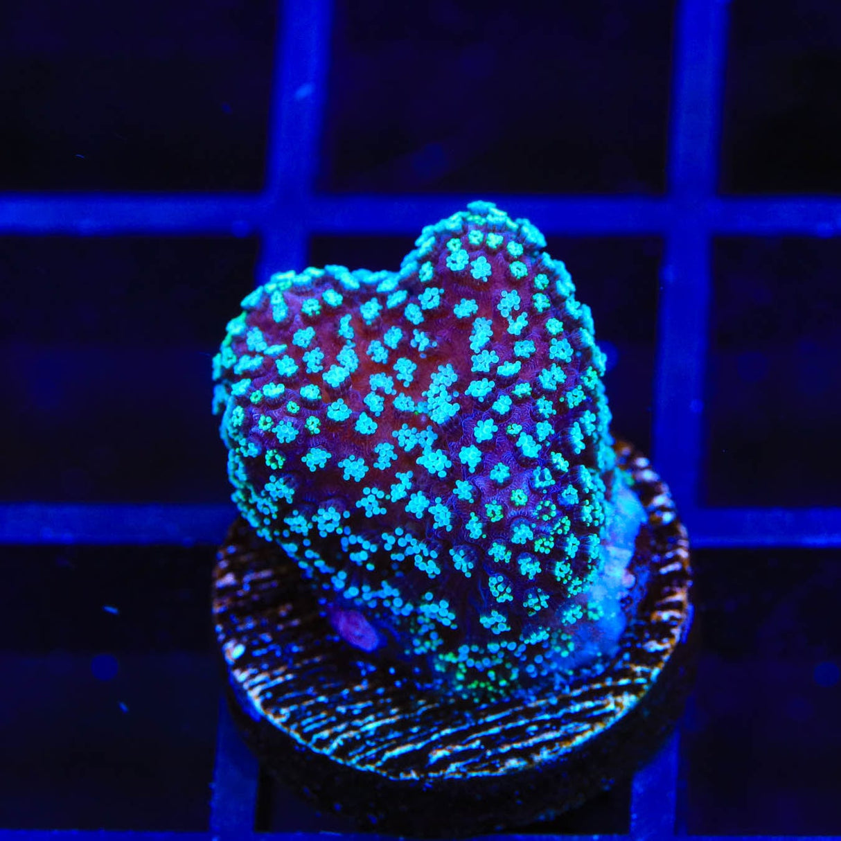 ORA Stellar Stylophora Coral