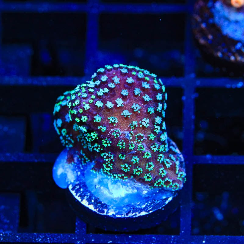 ORA Stellar Stylophora Coral