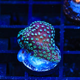 ORA Stellar Stylophora Coral