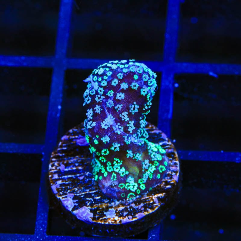 ORA Stellar Stylophora Coral