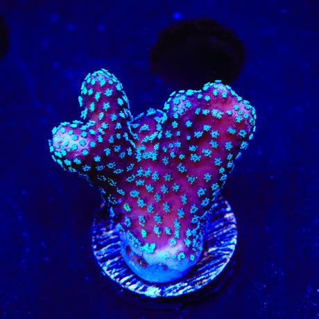 ORA Stellar Stylophora Coral