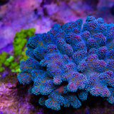 ORA Stellar Stylophora Coral