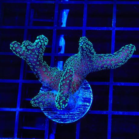 ORA Stellar Stylophora Coral
