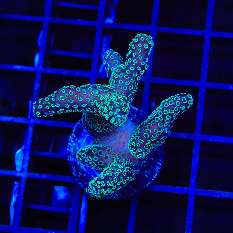 ORA Stellar Stylophora Coral