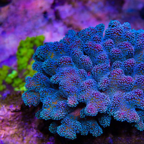 ORA Stellar Stylophora Coral