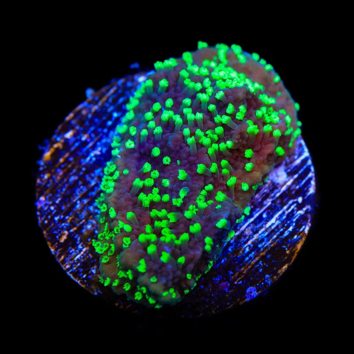 ORA Supernatural Montipora Cap Coral