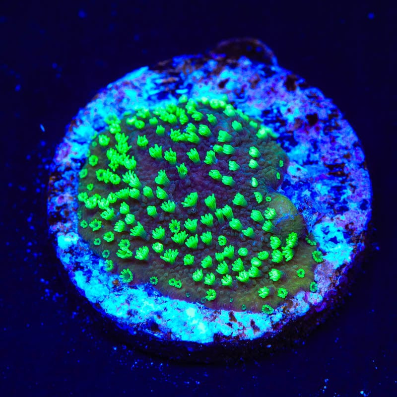 ORA Supernatural Montipora Cap Coral