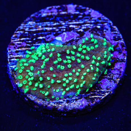 ORA Supernatural Montipora Cap Coral