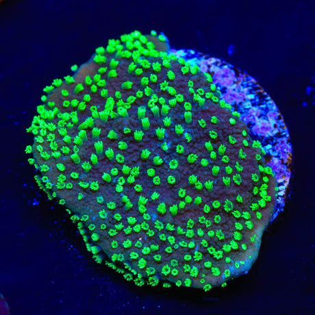 ORA Supernatural Montipora Cap Coral