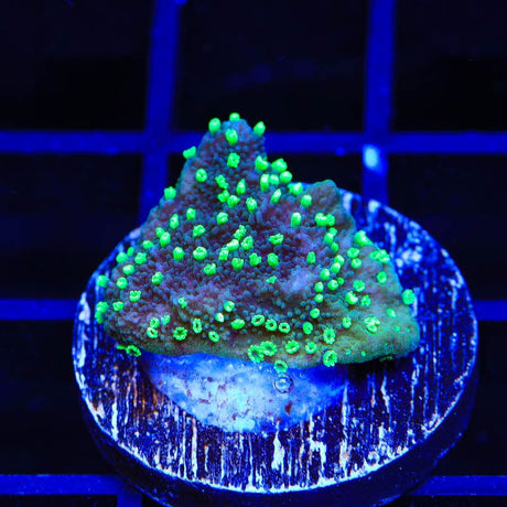 ORA Supernatural Montipora Cap Coral