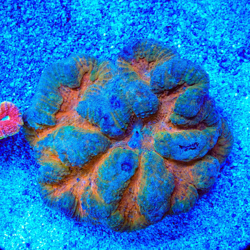 Orange Center Lobophyllia Coral