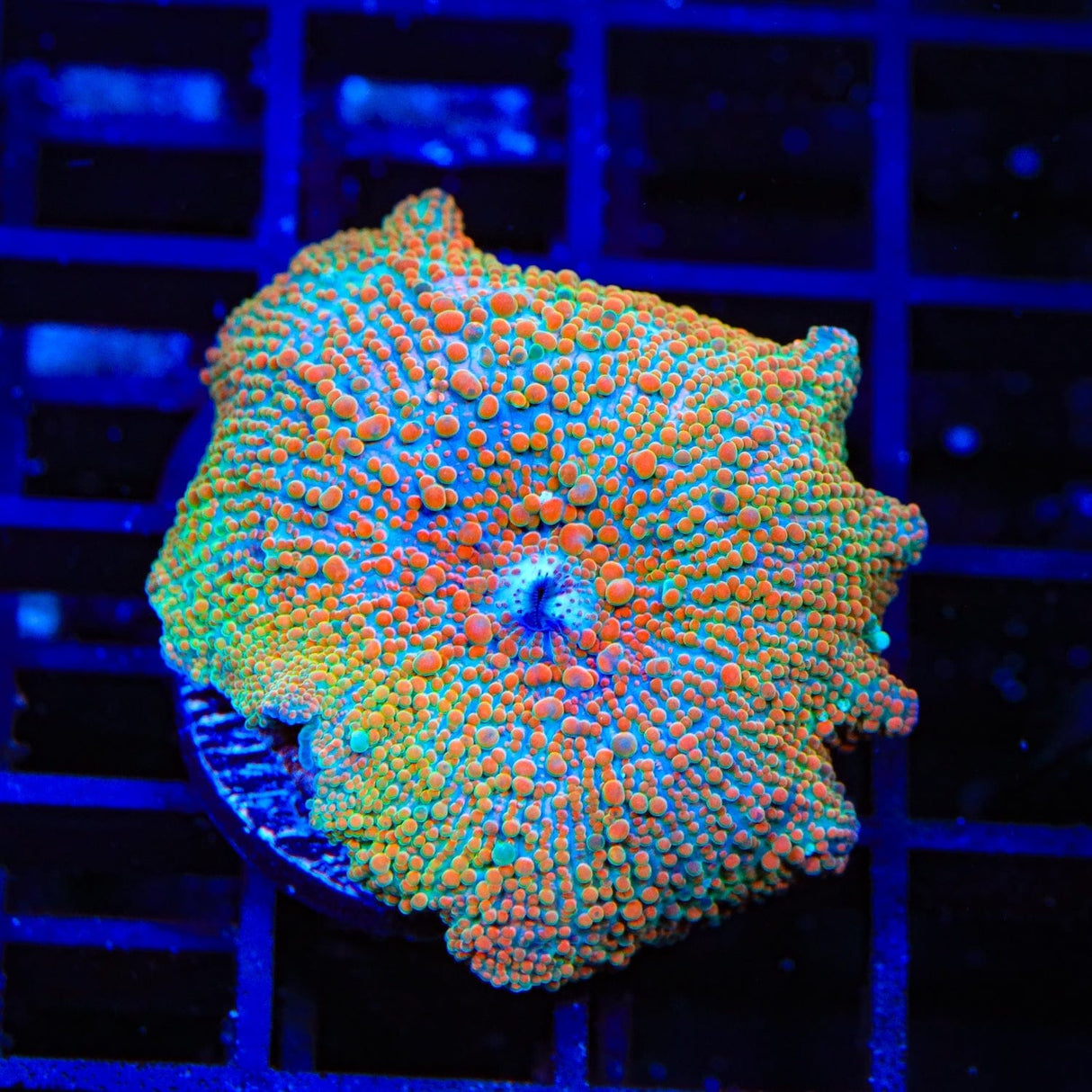 Orange Crush Mushroom Coral