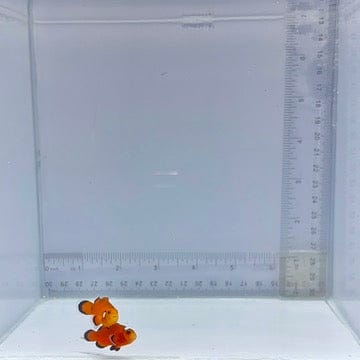Orange Domino Pair Clownfish (Amphiprion ocellaris)