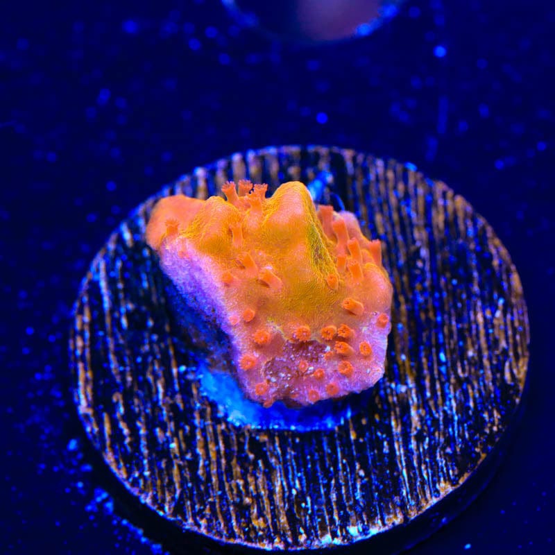 Orange Montipora Setosa Coral