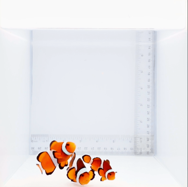 Orange Ocellaris Clown Fish Trio